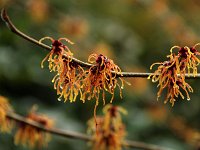 Hamamelis Winter Beauty 2016 01 23 9020